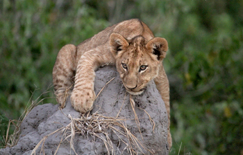 Nkasa Lupala Tented Lodge: Junger Löwe