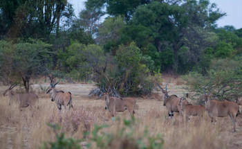 Ntemwa Busanga Bushcamp Ntemwa Busanga Bushcamp: Elenantilopen
