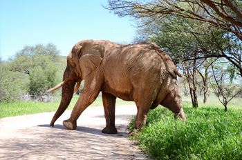 Old Traders Lodge: Elefantenbulle