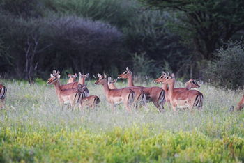 Old Traders Lodge: Schwarznasenimpalas