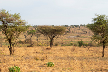 Olmara Camp: Lichter Baumbestand