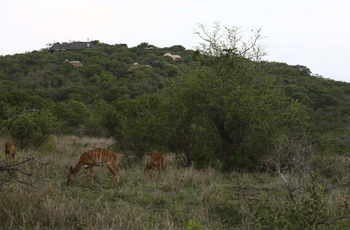 Phinda Mountain Lodge: Nyalas