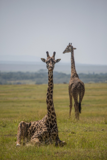 Rekero Camp: Liegende Giraffe