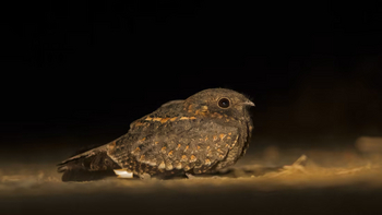 Reni Pani Jungle Lodge: Savannah Nightjar