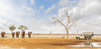 Savute Safari Lodge: Game Drive - Die Elefanten kommen