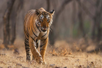 Sawai Vilas: Streunender Tiger