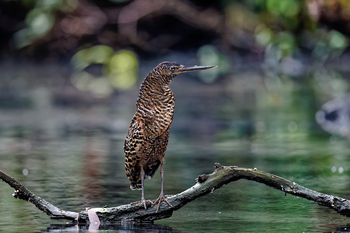 Sette Cama Eco Camp: White Crested Tiger Heron