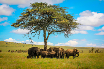 Sirikoi Lodge Sirikoi Lodge: Elefanten im Schatten