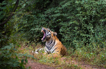Sujan Sher Bagh: Gähnender Tiger