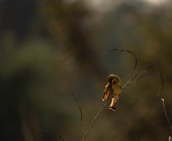 Sungani Lodge Sungani Lodge: Little Bee-Eater