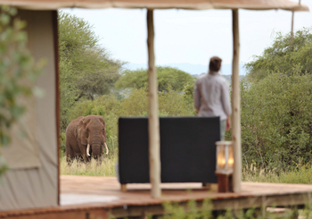 Tarangire Ndovu Tented Lodge: Elefantenbesuch