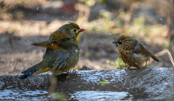 Vanghat: Red billed Leiothrix