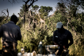 Abu Camp Abu Camp: Versteckte Giraffen