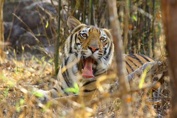 Bagh Villas: Gähnender Tiger