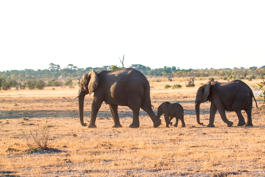 Belmond Savute Elephant Lodge