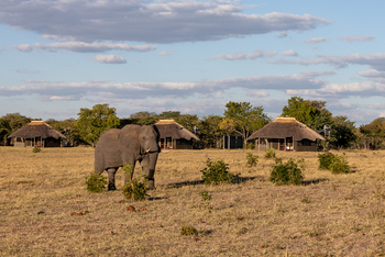 Camp Hwange: Elefant nahe des Camps