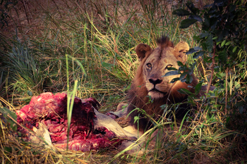 Chikunto Safari Lodge Chikunto Safari Lodge: Löwe mit Beute