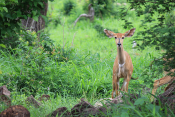 Chilo Ivory Trail Adventure: Nyala-Weibchen