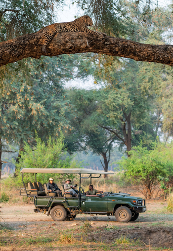 Classic Zambia Safaris Classic Zambia Safaris: Leopard im Baum