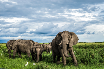 Duba Plains Camp: Elefantengruppe