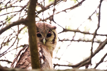 Dunia Camp: Milchuhu