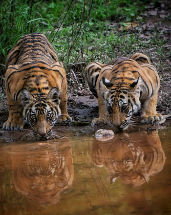 Emerald Tiger Retreat: Tiger mit Spiegelbild