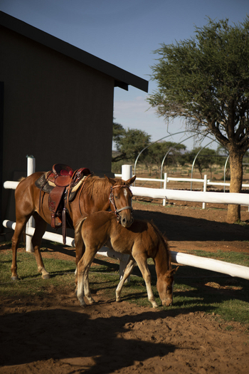 Gmundner Lodge: Pferde