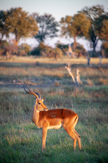 Gomoti Plains Camp: Tiere und Landschaft