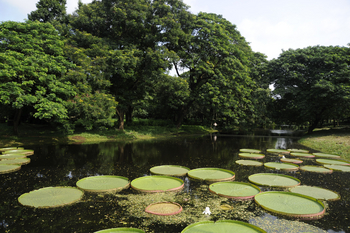 Kolkata: Lotosblätter im Howrah Botanical Garden