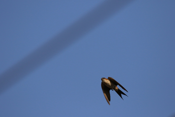 Jawai: Rauchschwalbe