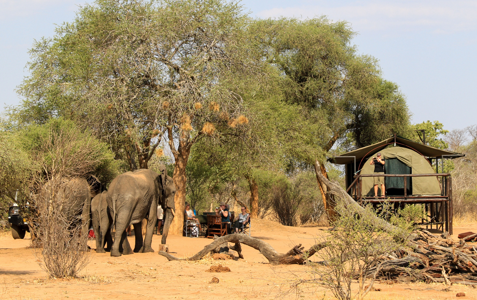 Jozibanini Camp Jozibanini Camp: Elefanten vor Zelt