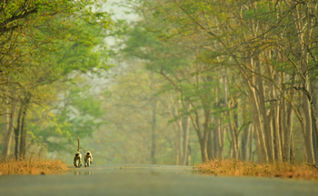 Kaav Safari Lodge: Hanuman-Languren