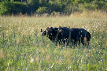 Karangoma Camp: Büffel