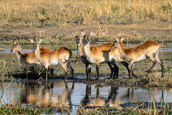 King's Pool Camp King's Pool Camp: Rote Moorantilopen