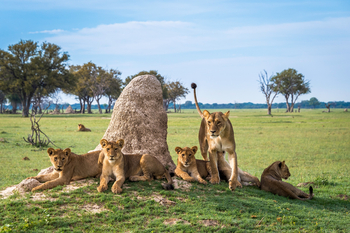 Linkwasha Camp Linkwasha Camp: Löwen auf Termitenhügel