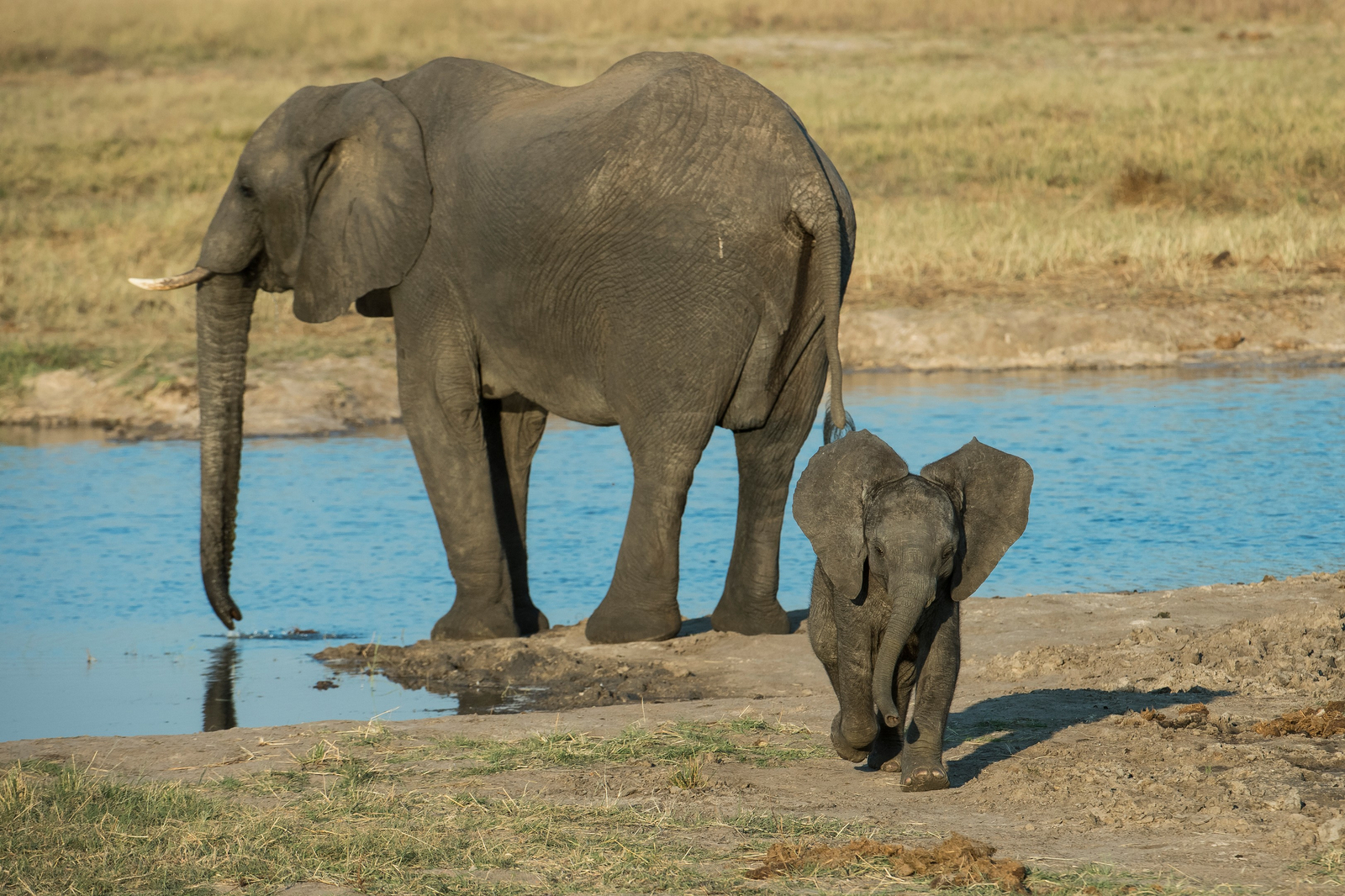 Little Makalolo Camp Little Makalolo Camp: Elefantenbaby