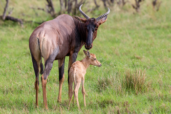 Little Vumbura Camp: Tsessebe mit Jungtier