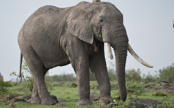 Losokwan Luxury Tented Camp: Elefant mit abgebrochenem Stoßzahn