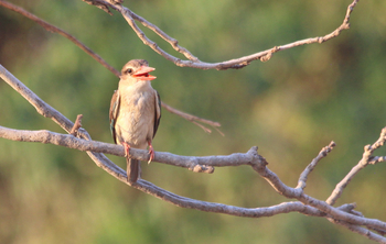 Luangawa River Camp: Woodland Kingfisher