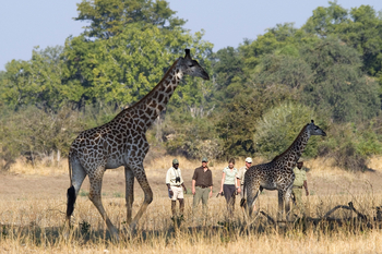 Luangwa Bush Camping Luangwa Bush Camping: Giraffen