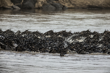 Mara Plains Camp: Wand aus Gnus
