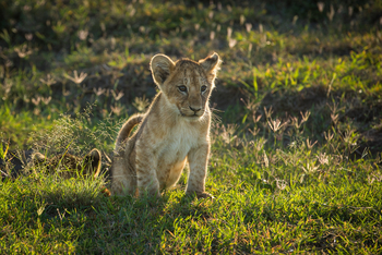 Mara Toto Tree Camp: Baby Lion