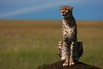 Mara Toto Tree Camp: Gepard