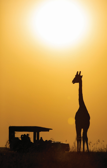 Mara Toto Tree Camp: Towering Giraffe