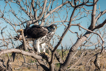 Mhara River Camp: Martial Eagle