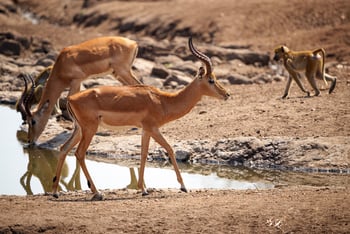 Mkulumadzi Lodge: Impalas und Paviane