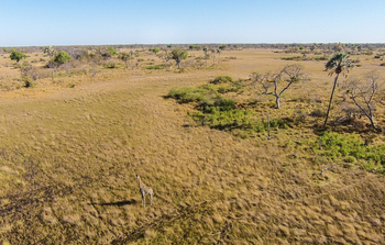 Moremi Crossing: Luftbild - Giraffe