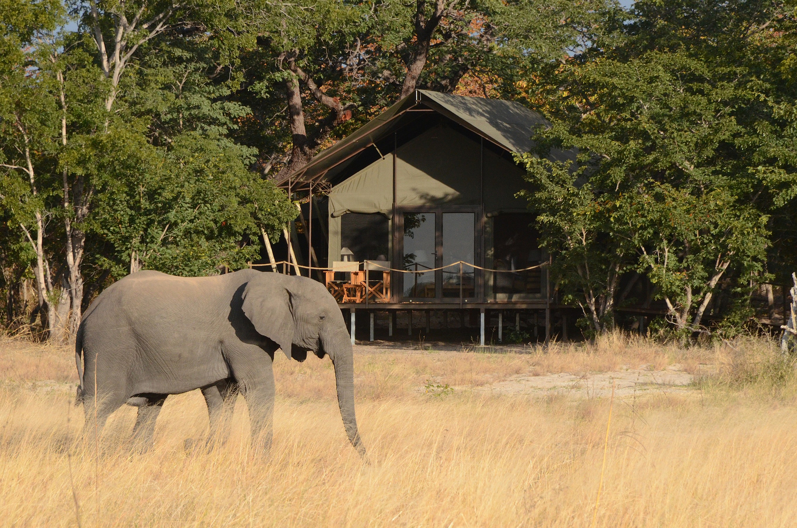 Muddy Teak Camp Muddy Teak Camp: Elefant vor einem Gästezelt