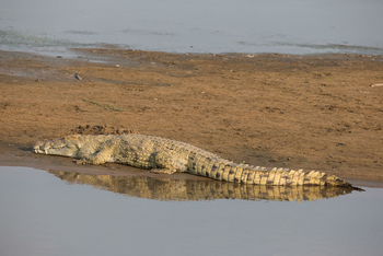 Nkonzi Bush Camp: Krokodil