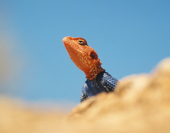 Ondudu Safari Lodge Ondudu Safari Lodge: Rock Agama
